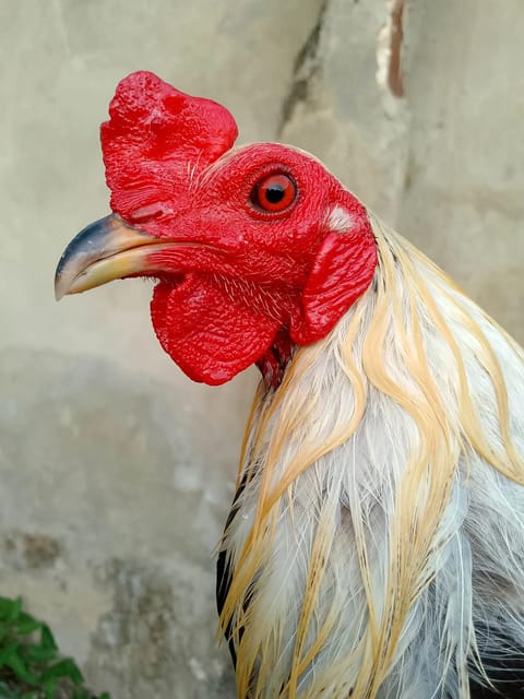 Photo from Huyang Gamefowl's post