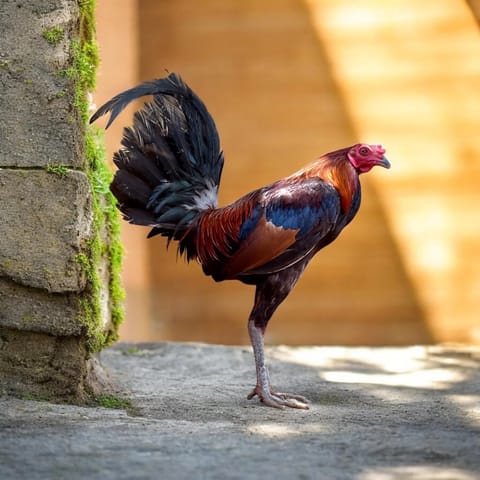 Photo from Huyang Gamefowl's post