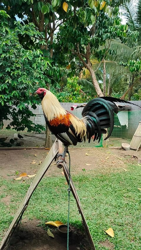 Photo from MdM GameFarm's post