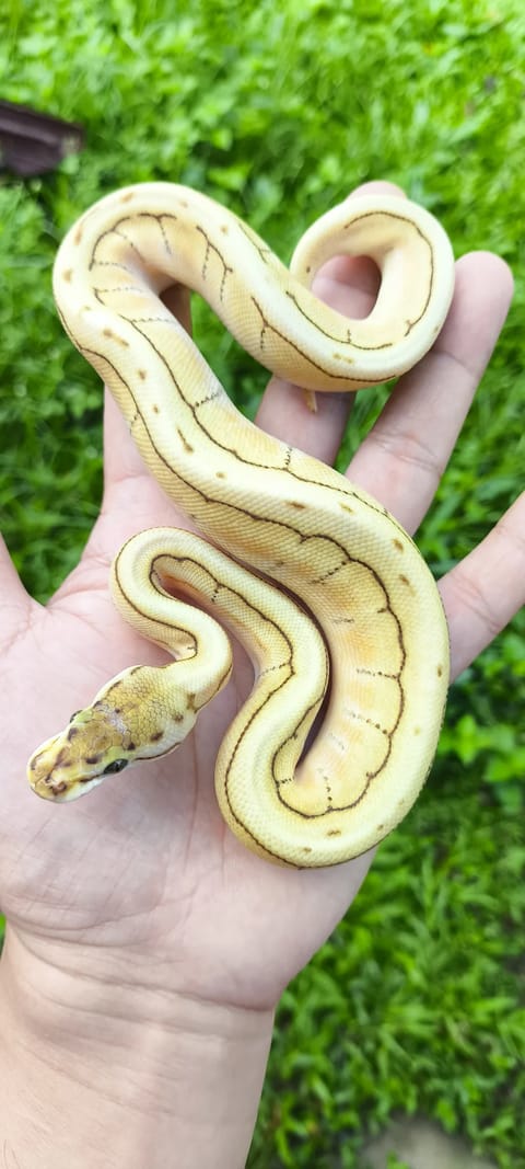 Photo from Wy Lab Dubia's post