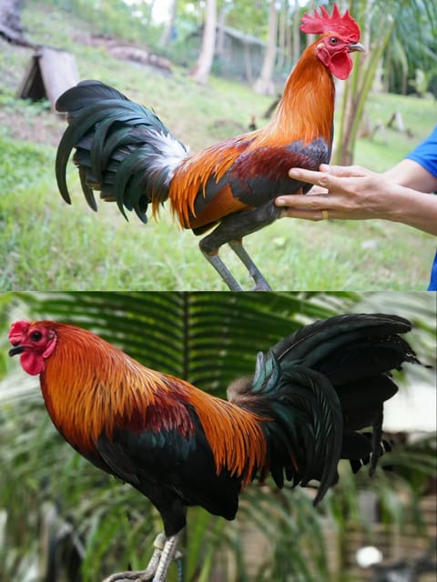 Photo from 🐓RJLaiD PointBreak GF🐓's post