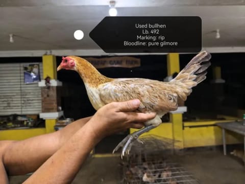 Photo from RDF SUPER CROSSES GAME FOWL's post