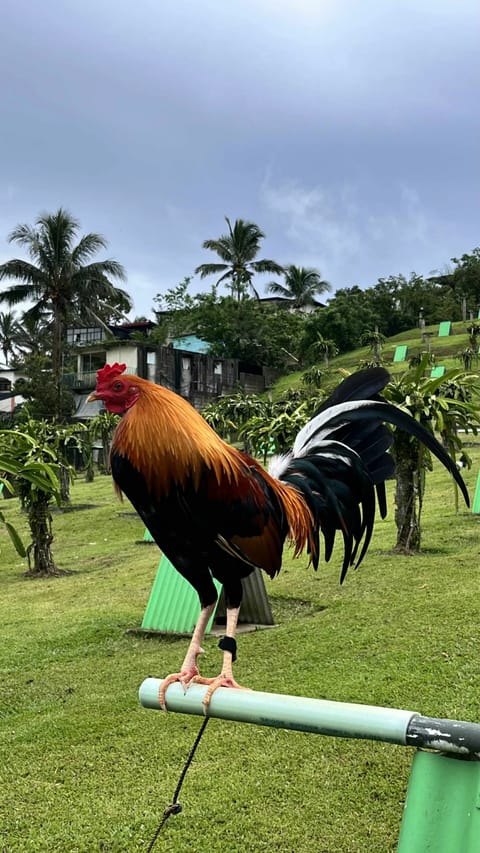 Photo from RDF SUPER CROSSES GAME FOWL's post