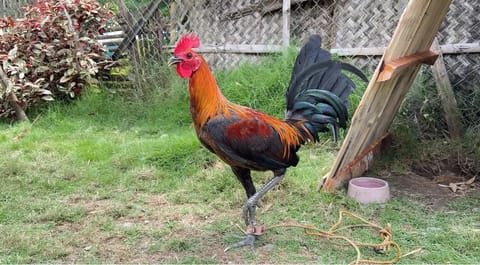 Photo from JDT Backyard De Passi's post