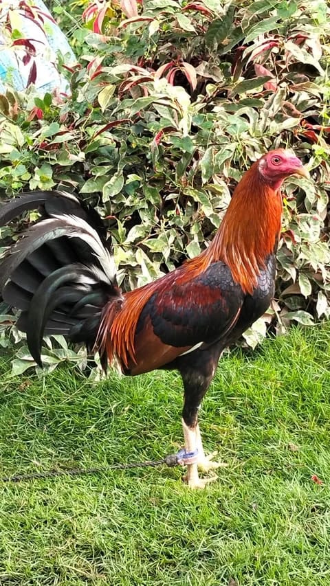 Photo from JDT Backyard De Passi's post