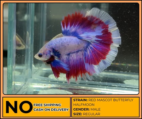 Photo 3 of 26 from Lazzzy Betta's post