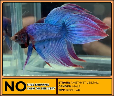 Photo 4 of 26 from Lazzzy Betta's post