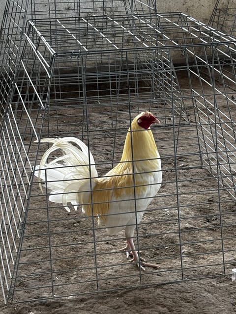 Photo from Altuz Airwolf's post