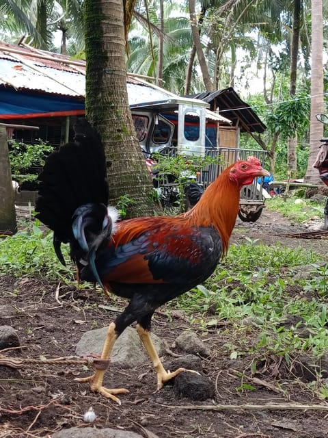 Photo 2 of 10 from Big J Lady LENLIE (JL gamefarm)'s post