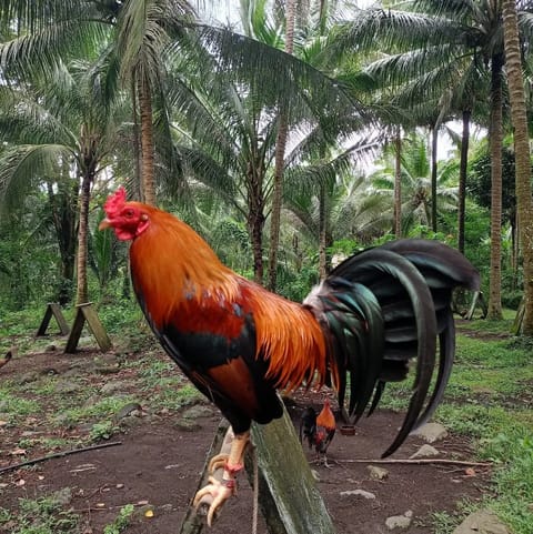 Photo 3 of 10 from Big J Lady LENLIE (JL gamefarm)'s post
