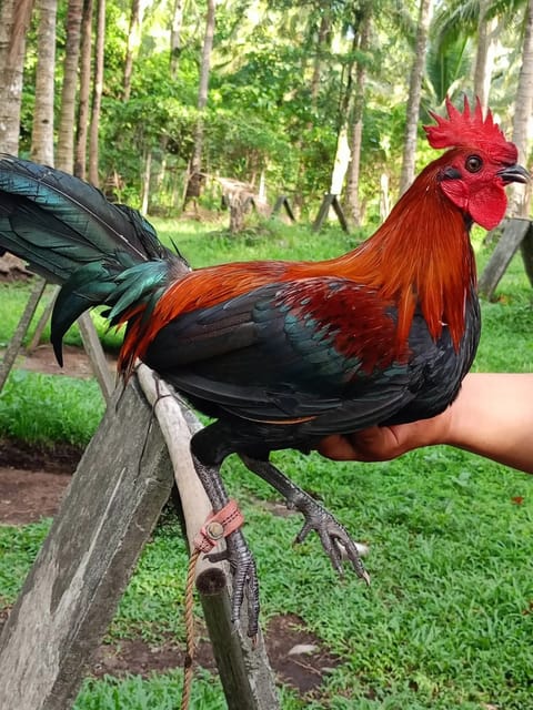 Photo 4 of 10 from Big J Lady LENLIE (JL gamefarm)'s post