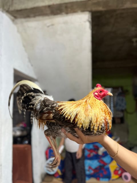 Video from Cristobal Camang's post
