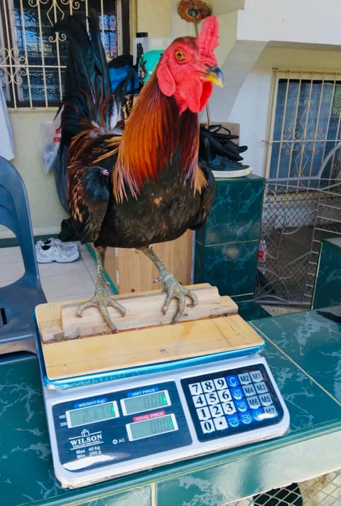 Photo from Strongfoot gamebirds's post