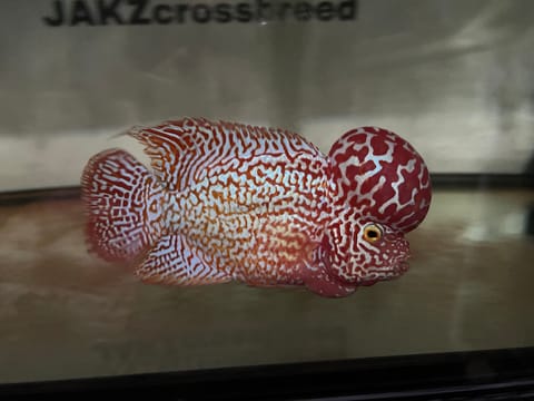 Photo from JAKZ Crossbreed's post
