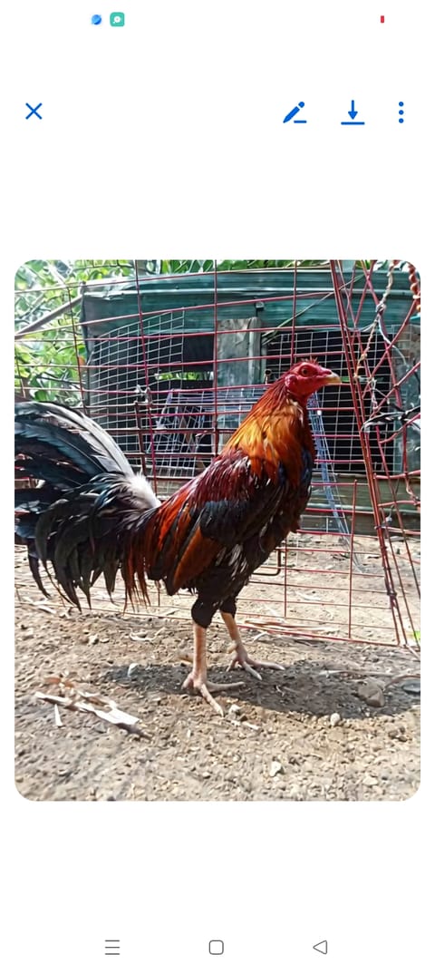 Photo from CGWgamefowl's post