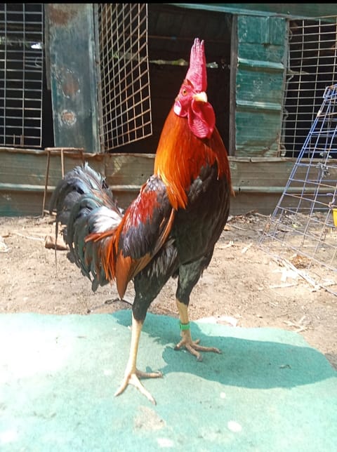 Photo from CGWgamefowl's post