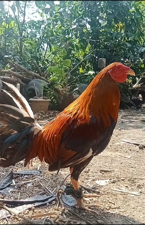 Photo from CGWgamefowl's post
