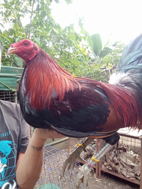 Photo from CGWgamefowl's post