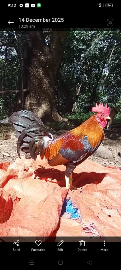 Photo from CGWgamefowl's post