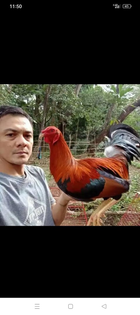 Photo from CGWgamefowl's post