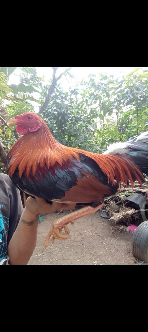 Photo from CGWgamefowl's post