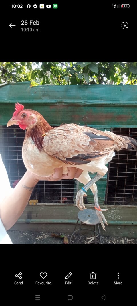 Photo from CGWgamefowl's post