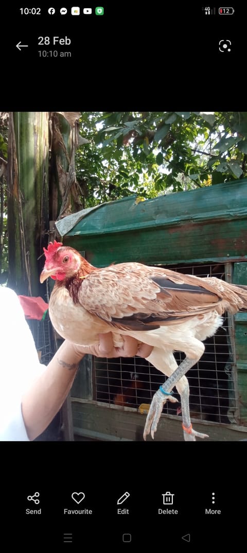 Photo 2 of 2 from CGWgamefowl's post