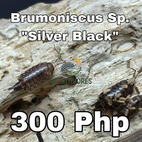 Photo 3 of 38 from Detritivores's post