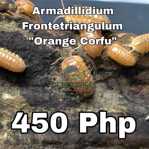 Photo 4 of 38 from Detritivores's post