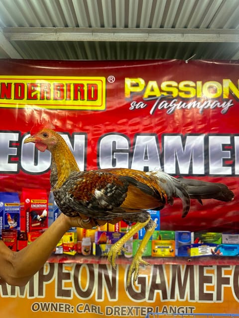 Photo from EL Kampeon GF's post