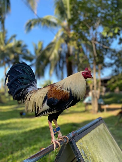 Photo 1 of 2 from EARLY BIRD Gamefarm's post