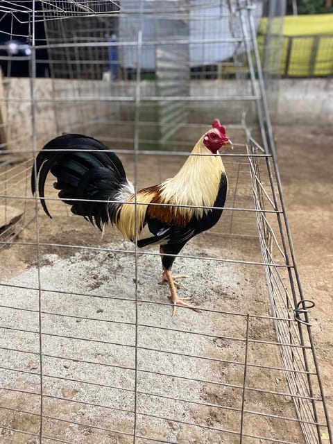 Photo 2 of 2 from EARLY BIRD Gamefarm's post