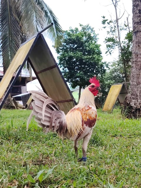 Photo 1 of 4 from EARLY BIRD Gamefarm's post