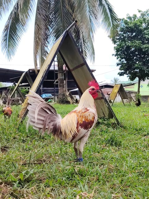 Photo 2 of 4 from EARLY BIRD Gamefarm's post