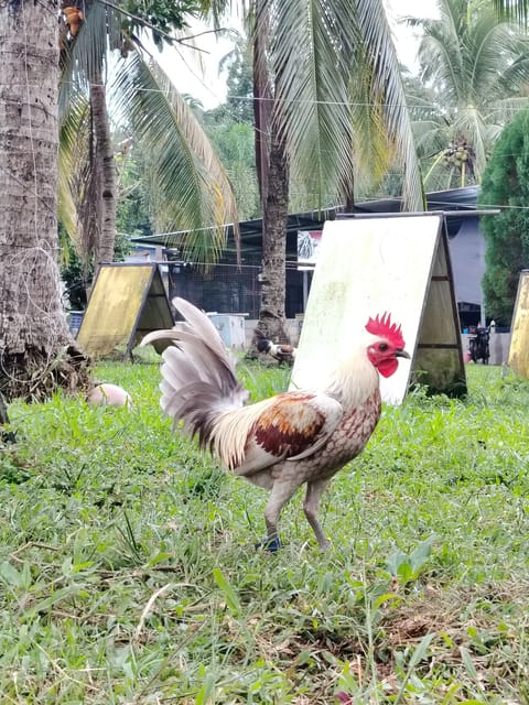 Photo 3 of 4 from EARLY BIRD Gamefarm's post