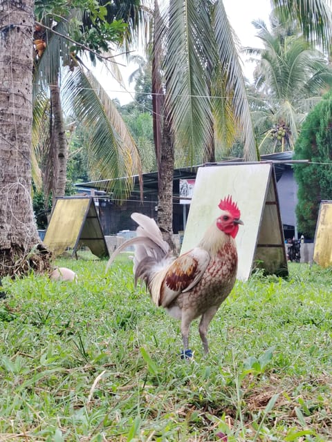 Photo 4 of 4 from EARLY BIRD Gamefarm's post