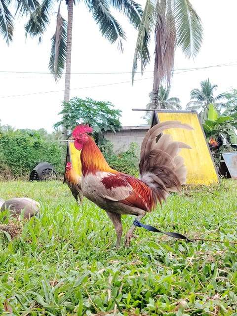 Photo 1 of 4 from EARLY BIRD Gamefarm's post