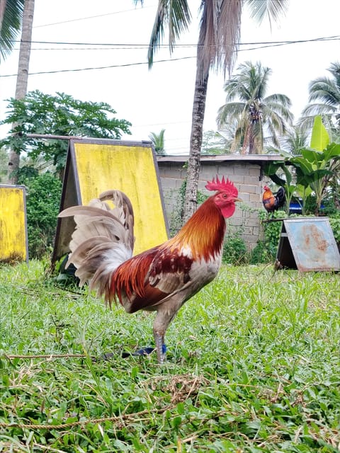 Photo 2 of 4 from EARLY BIRD Gamefarm's post