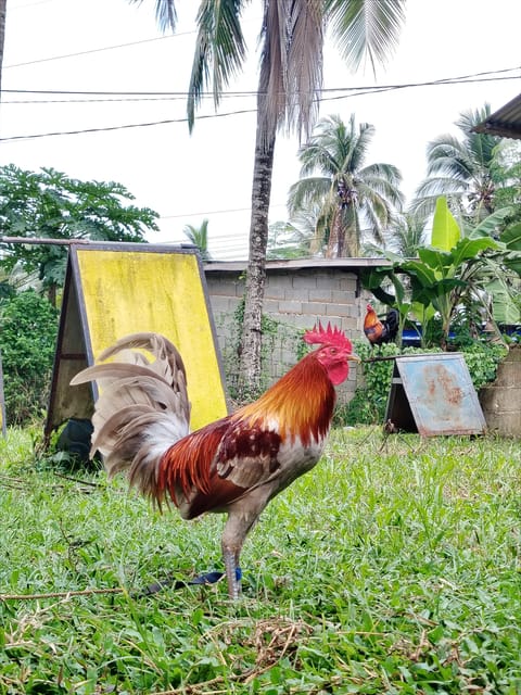 Photo 3 of 4 from EARLY BIRD Gamefarm's post