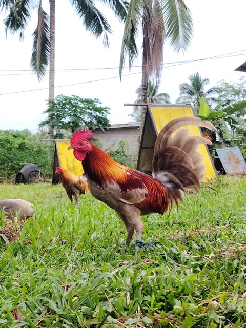 Photo 4 of 4 from EARLY BIRD Gamefarm's post