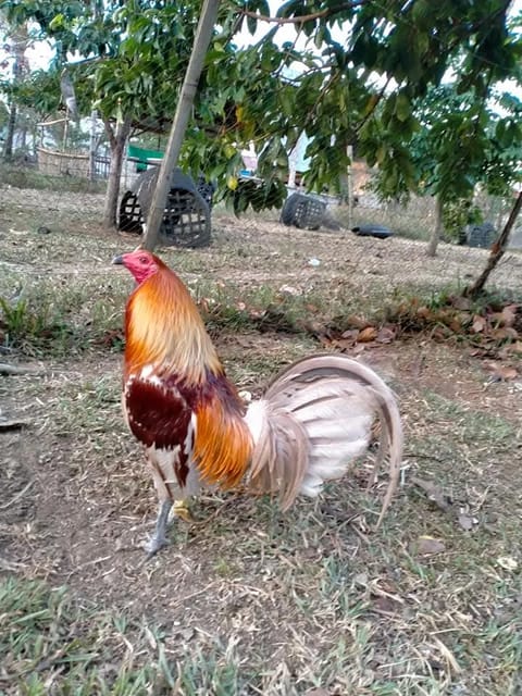 Photo 1 of 3 from EARLY BIRD Gamefarm's post