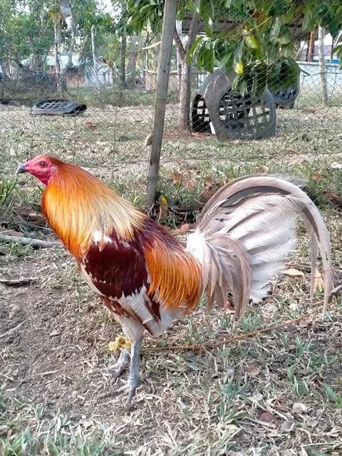 Photo 2 of 3 from EARLY BIRD Gamefarm's post