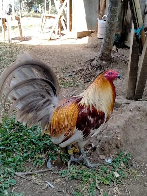 Photo 3 of 3 from EARLY BIRD Gamefarm's post