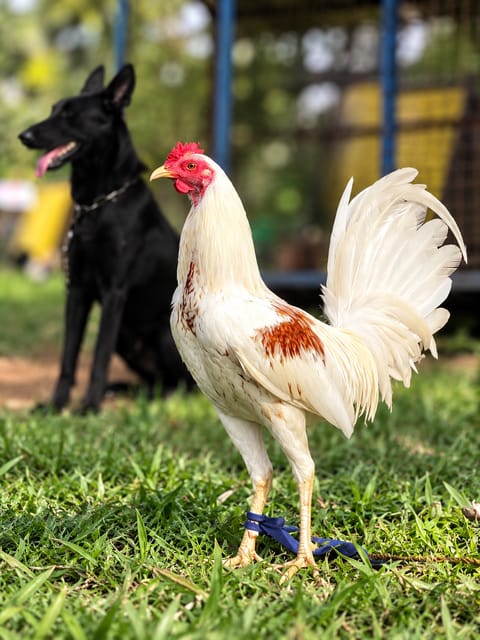 Photo from EARLY BIRD Gamefarm's post