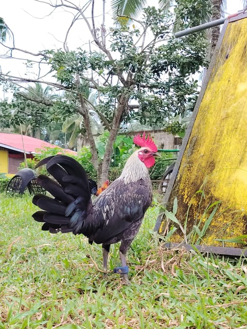 Photo from EARLY BIRD Gamefarm's post