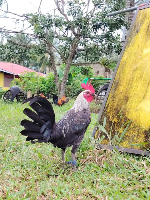 Photo 2 of 2 from EARLY BIRD Gamefarm's post
