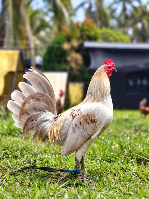 Photo from EARLY BIRD Gamefarm's post