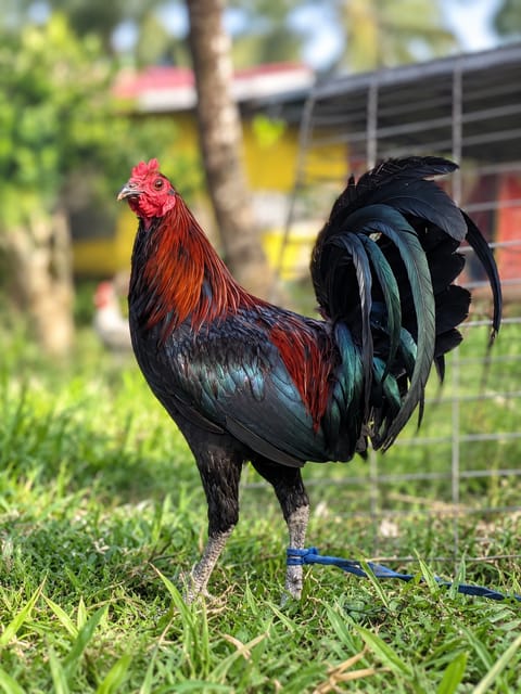 Photo from EARLY BIRD Gamefarm's post