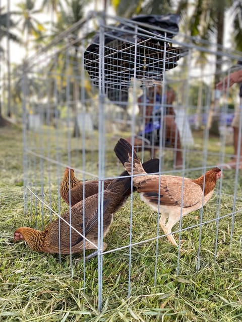 Photo 2 of 4 from EARLY BIRD Gamefarm's post