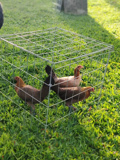 Photo 3 of 4 from EARLY BIRD Gamefarm's post